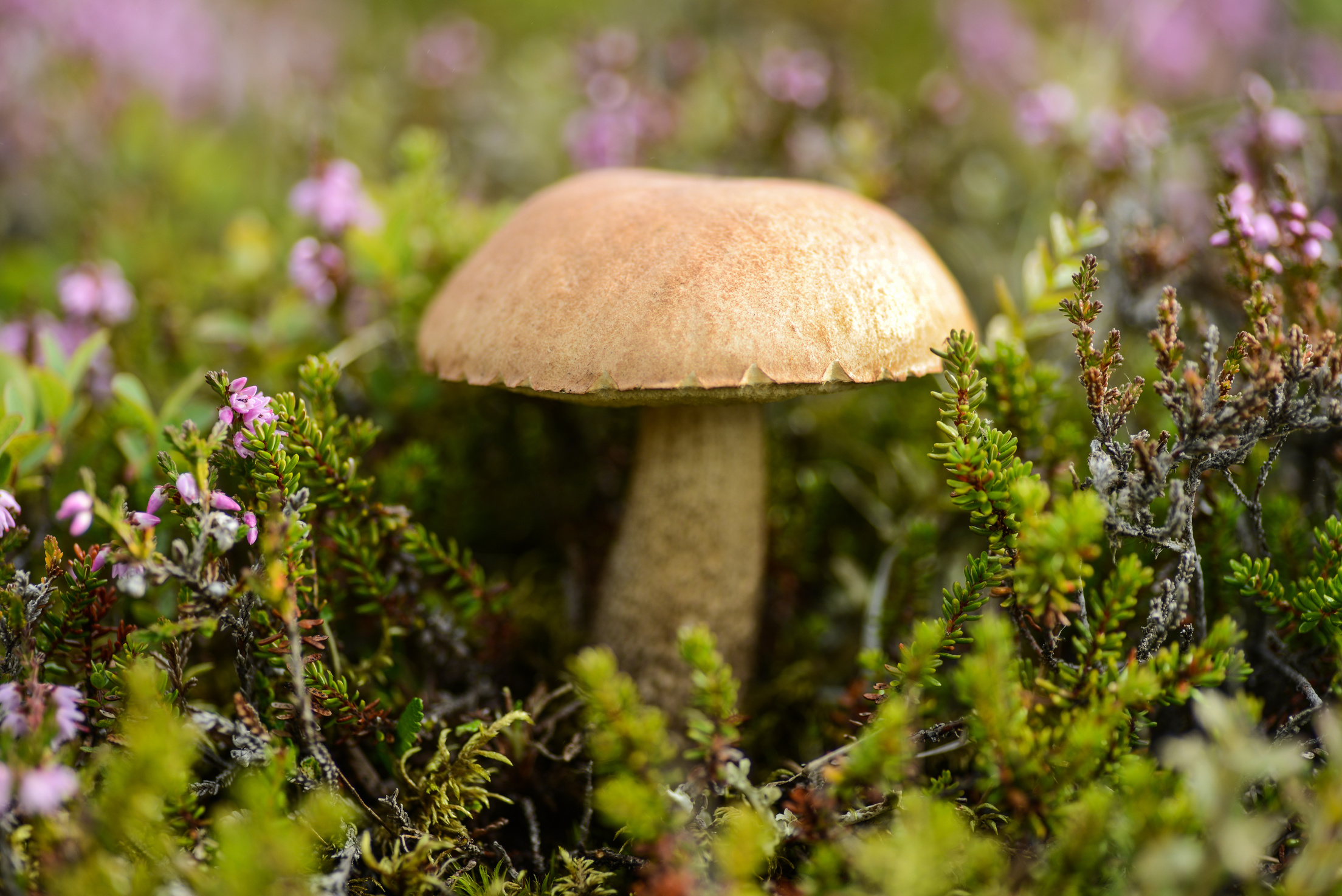boletus mushrooms in pagan